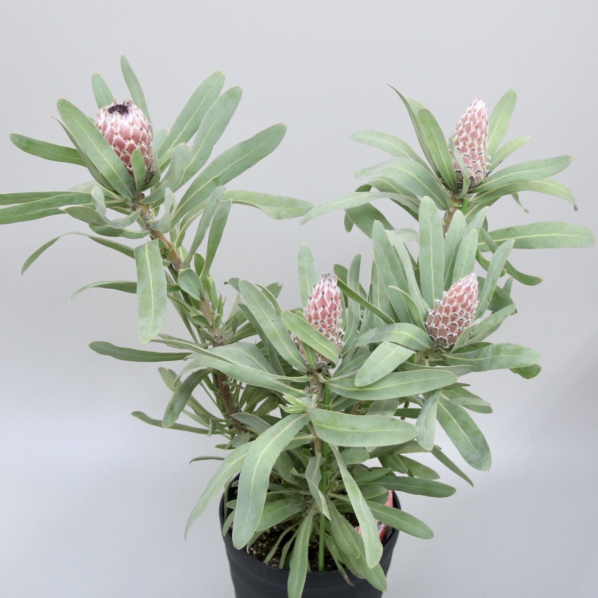 希少 プロテア メイデイ 7号 鉢植え 苗 オージー ネイティブ プランツ 希少 プロテア メイデイ 7号 鉢植え 苗 オージー ネイティブ プランツ