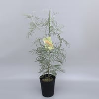 難有り！ プロテア クリームミンク 5号 | 多気園芸 Online Shop