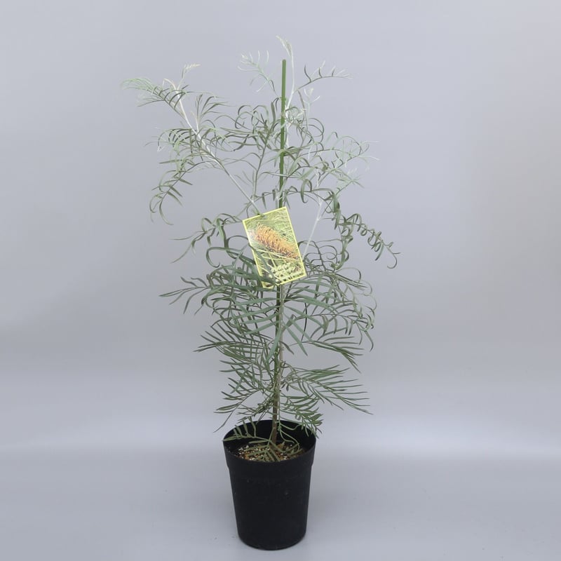 グレビレア：ロビンゴードン6号鉢植え の通販 | 園芸ネット グレビレア