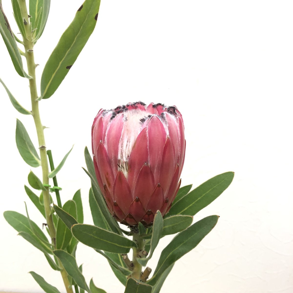 プロテア オーストラリスピンク 5号 1輪 ① | 多気園芸 Online Shop