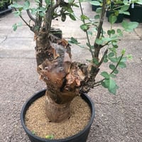 ブルセラ　ファガロイデス　6号