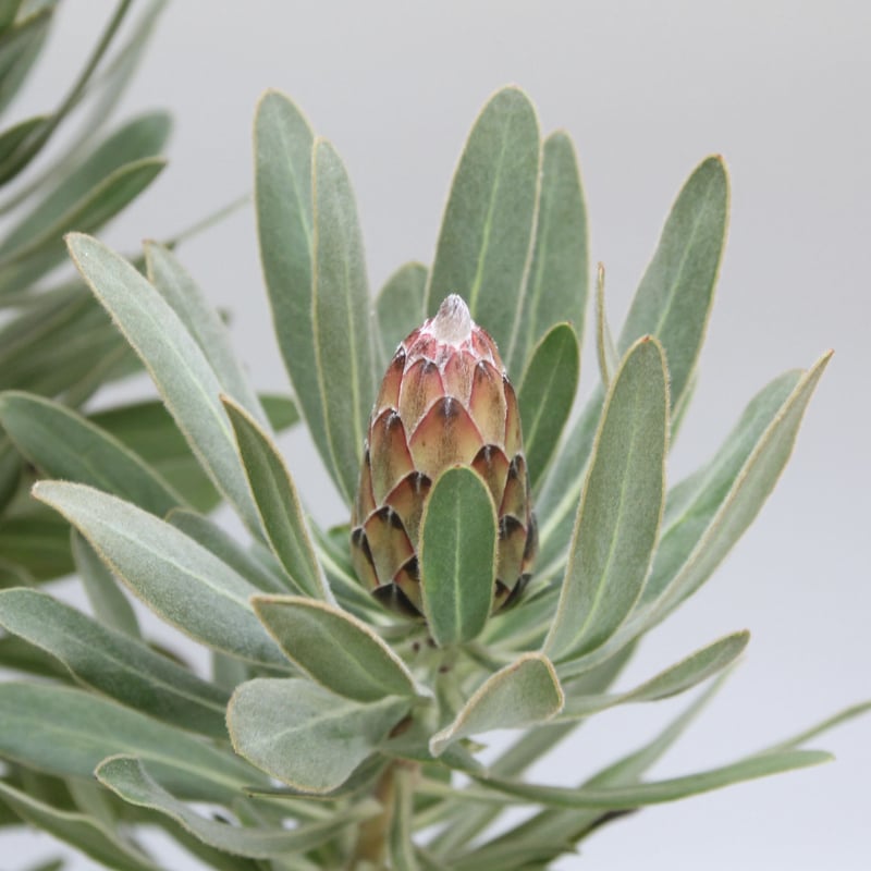 プロテア スペシャルピンクアイス 6号 ② | 多気園芸 Online Shop