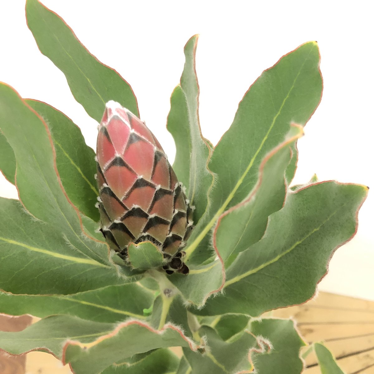 プロテア　ピンクプリンセス　7号 プロテア：ピンクプリンセス 7号鉢植え25-01 の通販 | 園芸ネット