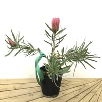 M様ご注文品 | 多気園芸 Online Shop