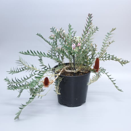 バンクシア | STORES