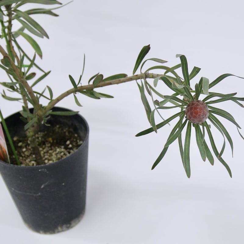 プロテアピクシー希少大株3フラワー