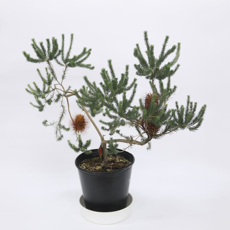 パンクシア リトルエリック 8号 | 多気園芸 Online Shop