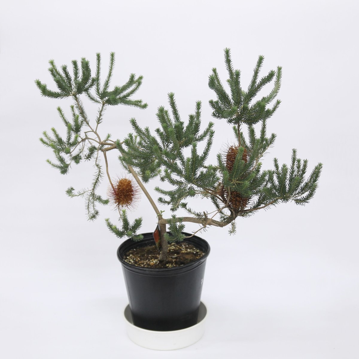 【現品】バンクシア・リトルエリック　（ヒースバンクシアの矮性品種）　8号　E8番 現品】バンクシア・リトルエリック （ヒースバンクシアの矮性