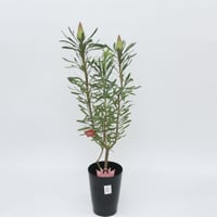 プロテア　ピンクプリンセス　7号 プロテア：ピンクプリンセス 7号鉢植え25-01 の通販 | 園芸ネット