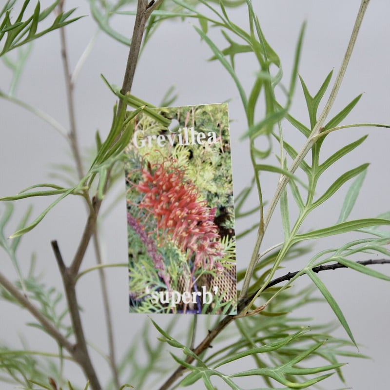 グレビレア サパーブ 6号鉢 | 多気園芸 Online Shop