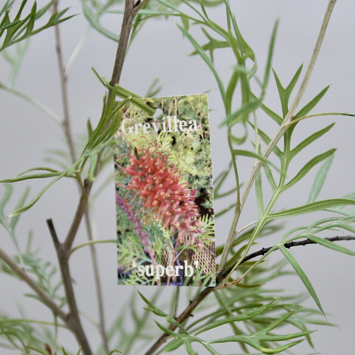 グレビレア サパーブ 6号鉢 | 多気園芸 Online Shop