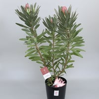 プロテア　ピンクプリンセス　7号 園芸ネット本店｜[ザ・ファームセレクト][本店限定販売]プロテア