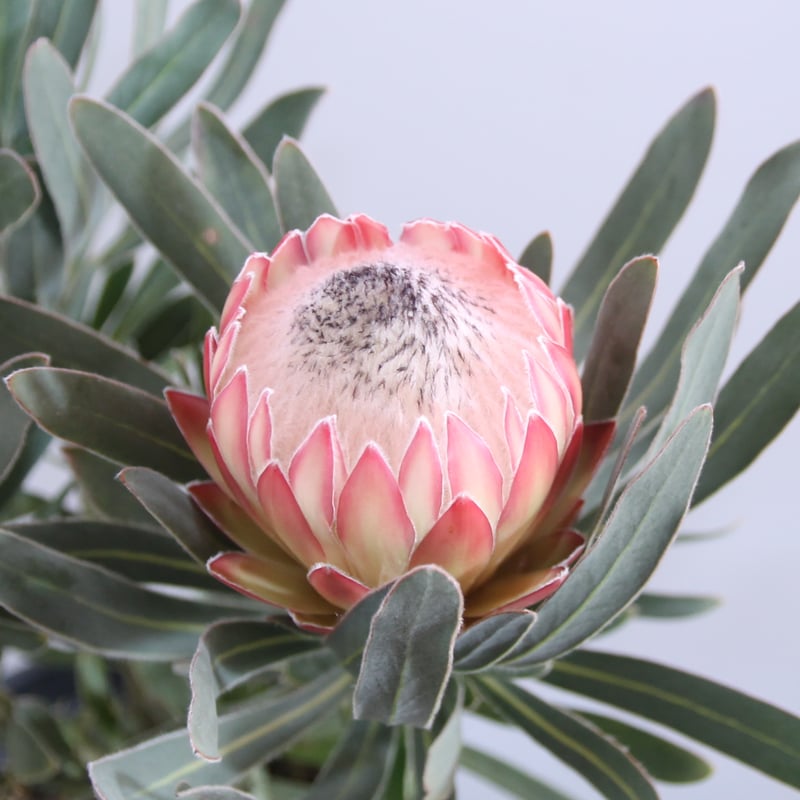 プロテア ポッサムマジック 7号 | 多気園芸 Online Shop