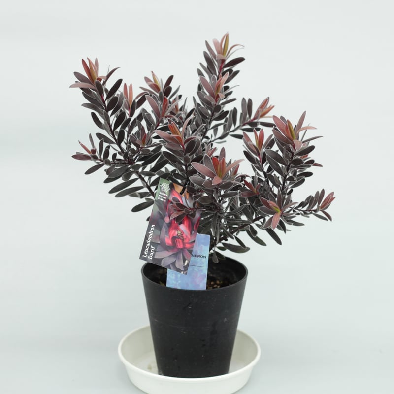 リューカデンドロン デュリフ 5号 | 多気園芸 Online Shop