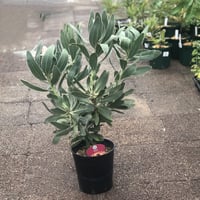 バンクシア ヌタンス 7号 ① | 多気園芸 Online Shop