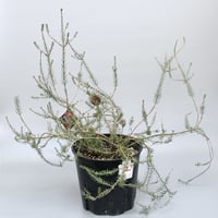 難有り！ プロテア クリームミンク 5号 | 多気園芸 Online Shop