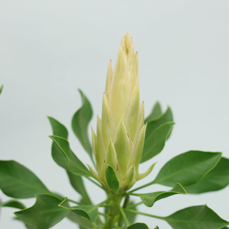 プロテア スパイキーホワイト 5号 2輪 | 多気園芸 Online Shop