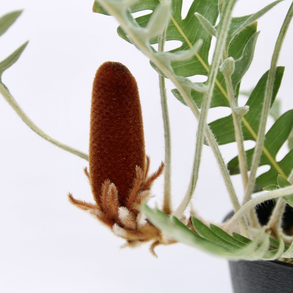 大型 バンクシア ブレクニフォリア 実生苗 10号 大型 バンクシア ブレクニフォリア 実生苗 10号 大型 バンクシア ブレ