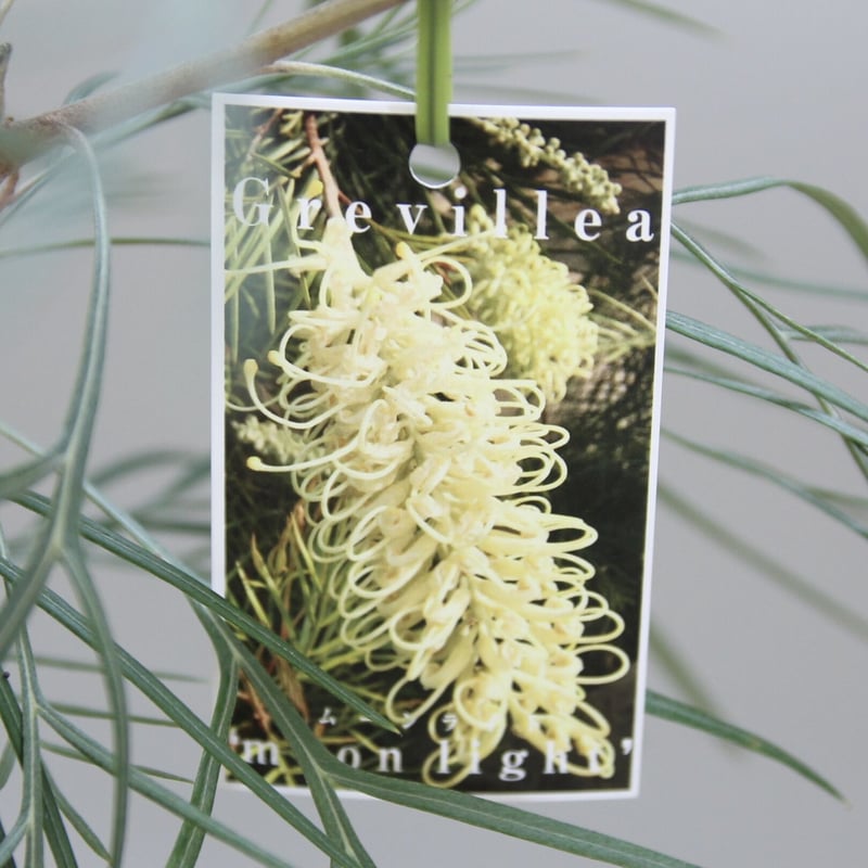 グレビレア ムーンライト 6号鉢 | 多気園芸 Online Shop