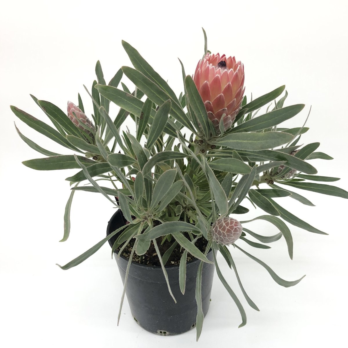 プロテア ジュリエット 7号 4輪 | 多気園芸 Online Shop