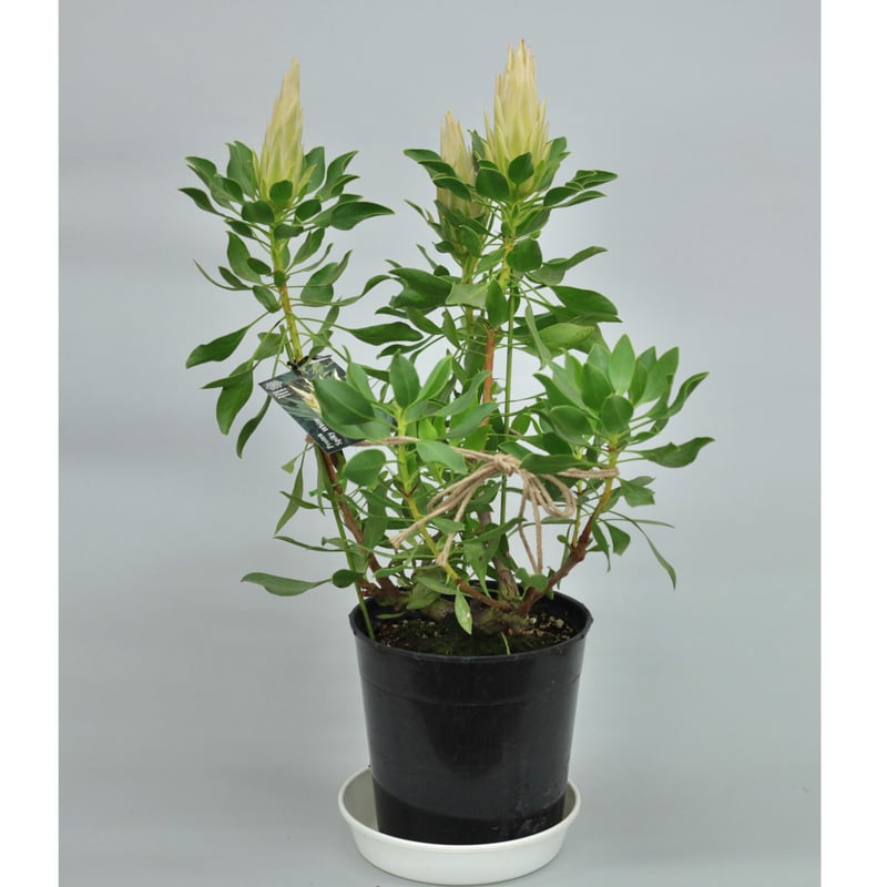 プロテア スパイキーホワイト 7号 3輪 | 多気園芸 Online Shop