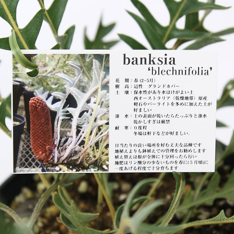 現品① パンクシア ブレクニフォリア | 多気園芸 Online Shop