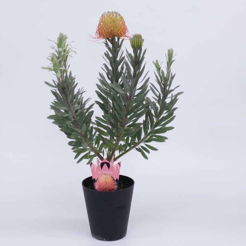 リューコスペルマム ソーエクスクイジット 5号 | 多気園芸 Online Shop