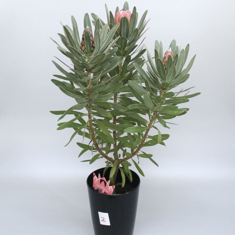 プロテア スペシャルピンクアイス 6号 ② | 多気園芸 Online Shop