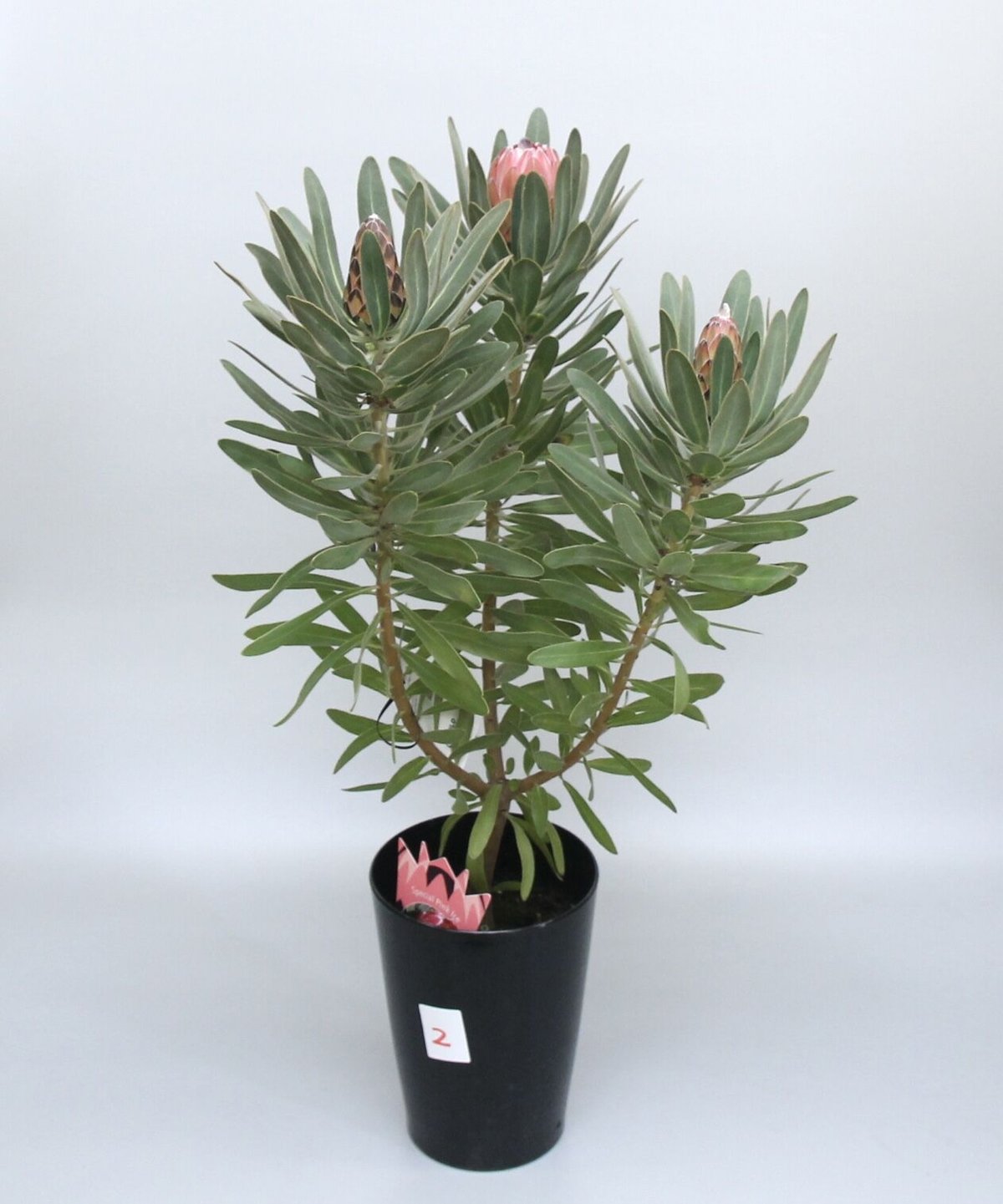 プロテア スサラ ピクシー 二苗セット 3号ポット プロテア スサラ