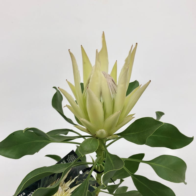 プロテア スパイキーホワイト 5号 鉢植え 苗　花芽付き