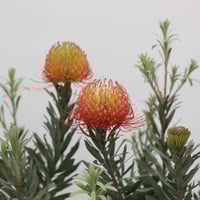 ミメテスクラッカージャックシルバー　2 希少！ ミメテス クラッカージャック シルバー | 多気園芸 Online Shop