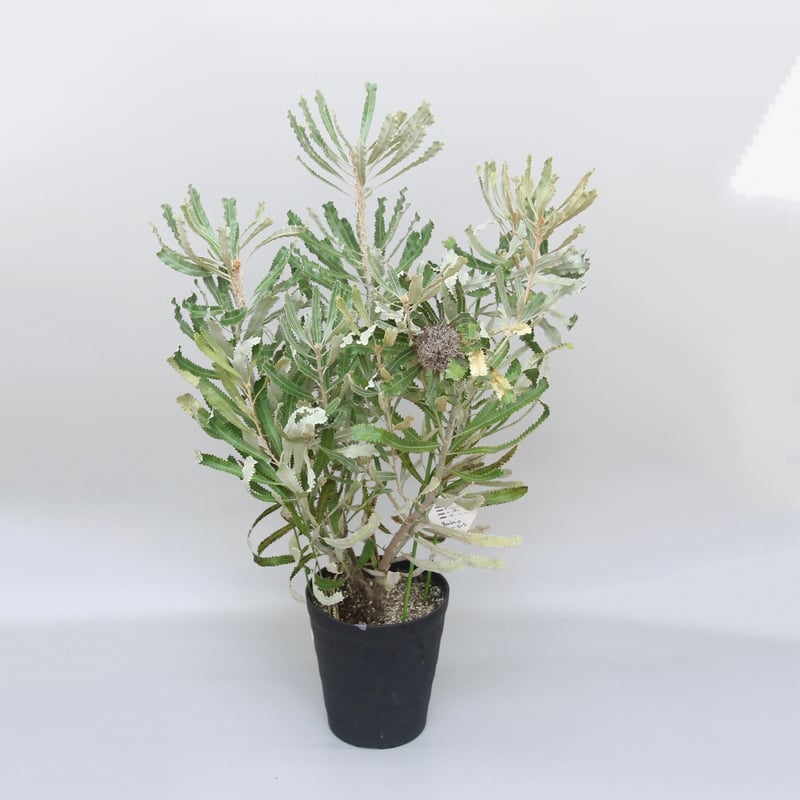 バンクシア バーデッティ　5号　美樹形 バンクシア バーデッティ 5号 美樹形