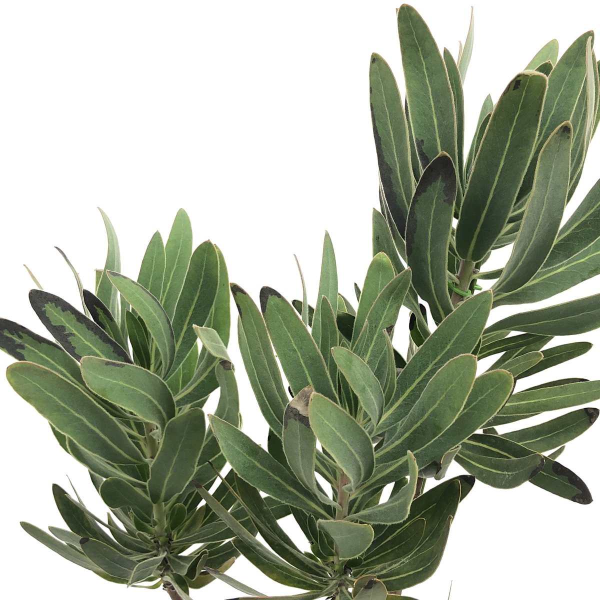 プロテア　クリームミンク　③2輪 プロテア クリームミンク 【花木苗 8号鉢／1個売り】｜ 【植物の