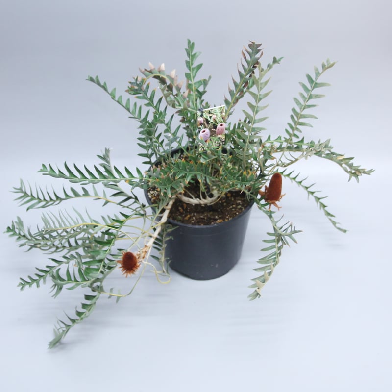 バンクシア ブレクニオフォリア ② | 多気園芸 Online Shop