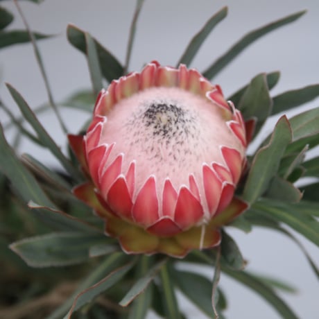 プロテア スパイキーホワイト 7号（バンクシア、リューカデンドロン