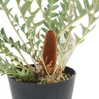 ミメテスクラッカージャックシルバー　1 希少！ ミメテスクラッカージャックシルバー 1 希少！ 園芸ネット本店｜[ザ