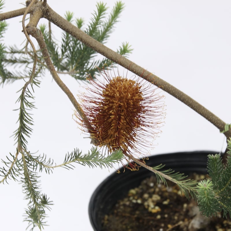 パンクシア リトルエリック 8号 | 多気園芸 Online Shop