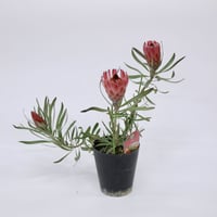 プロテア クリームミンク 5 ザ・ファームセレクト]プロテア：クリームミンク 5号鉢植え の