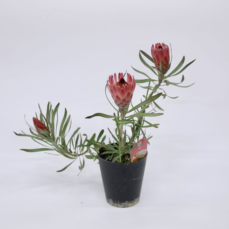 プロテア ピクシー 5号鉢 3輪 ① | 多気園芸 Online Shop 