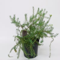 プロテア メイデイ | 多気園芸 Online Shop