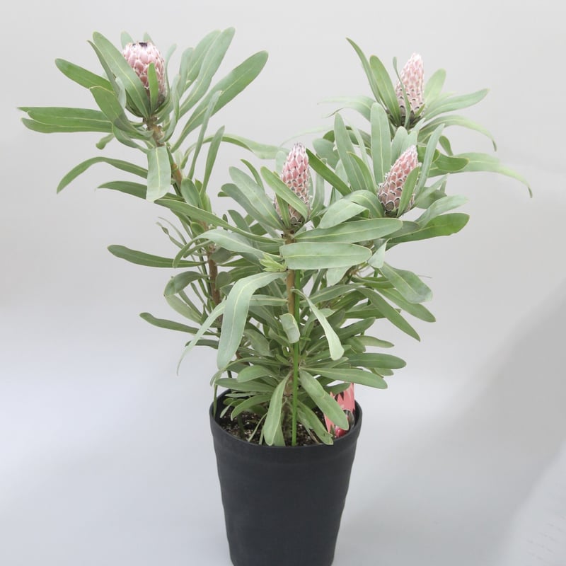 プロテア メイデイ | 多気園芸 Online Shop