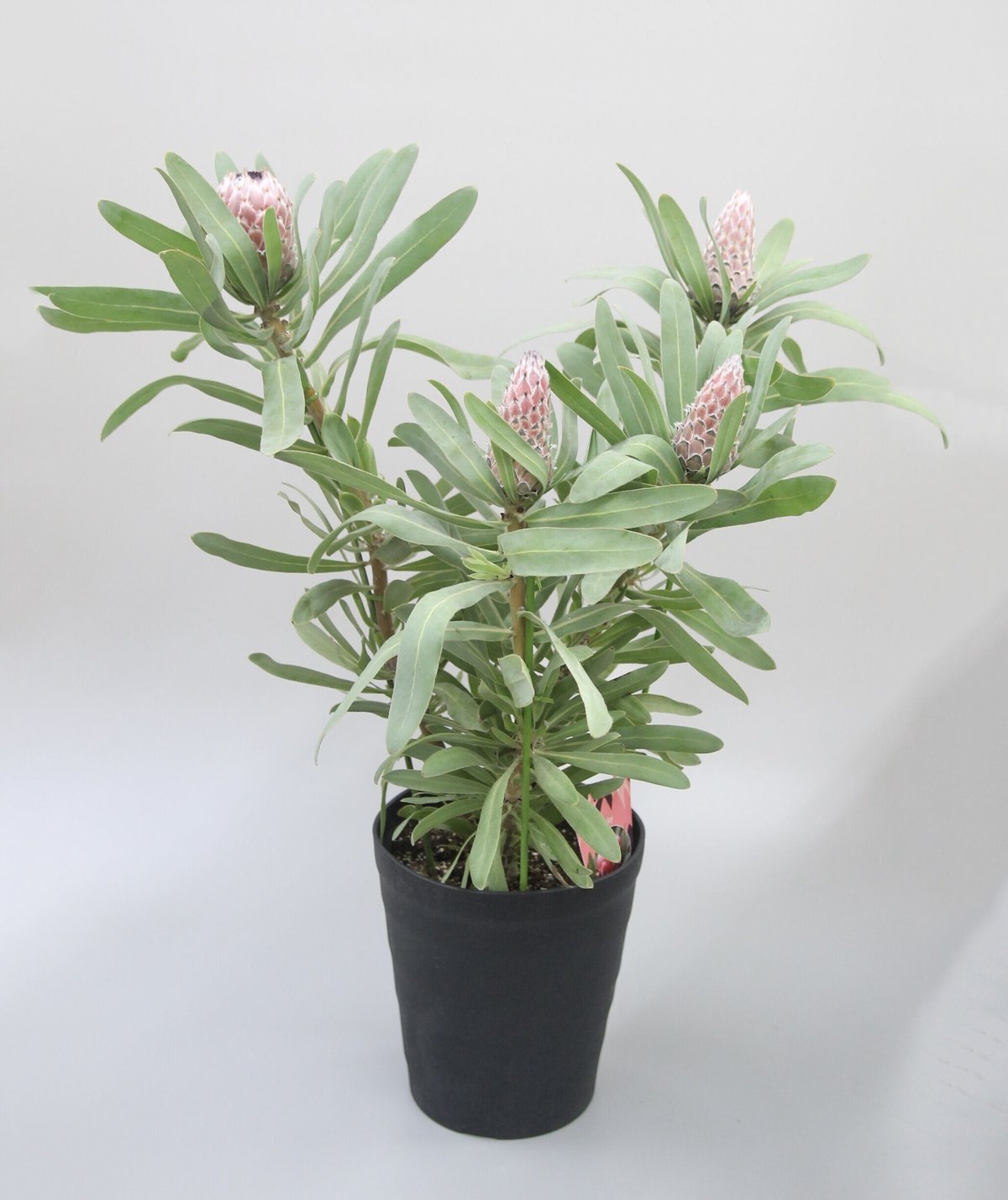 プロテア メイデイ | 多気園芸 Online Shop