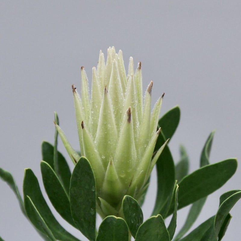 ちょい難あり！プロテア スパイキーホワイト | 多気園芸 Online Shop