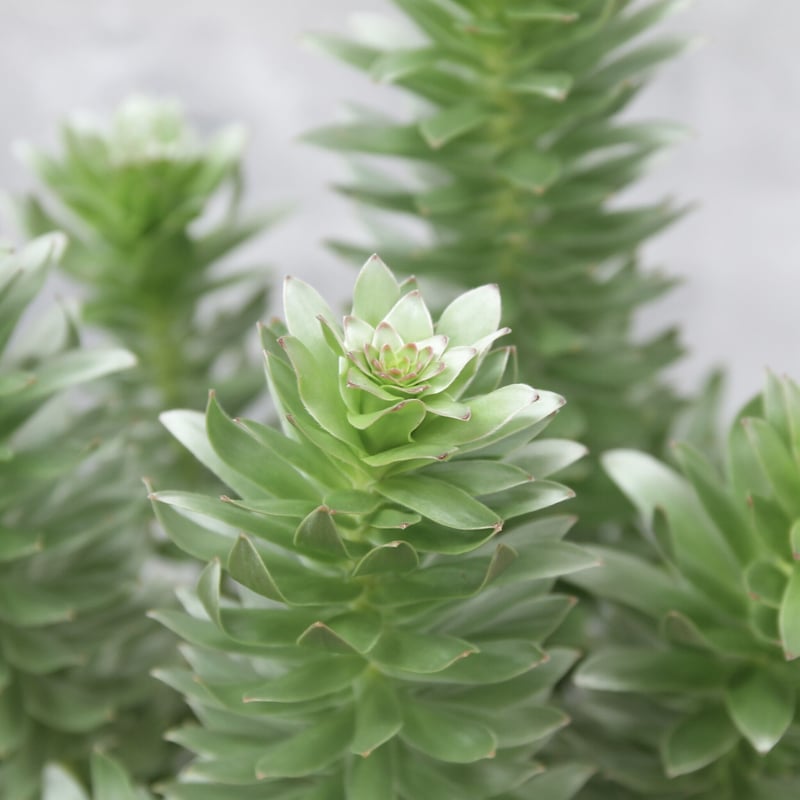 ミメテス クラッカージャック シルバー | 多気園芸 Online Shop