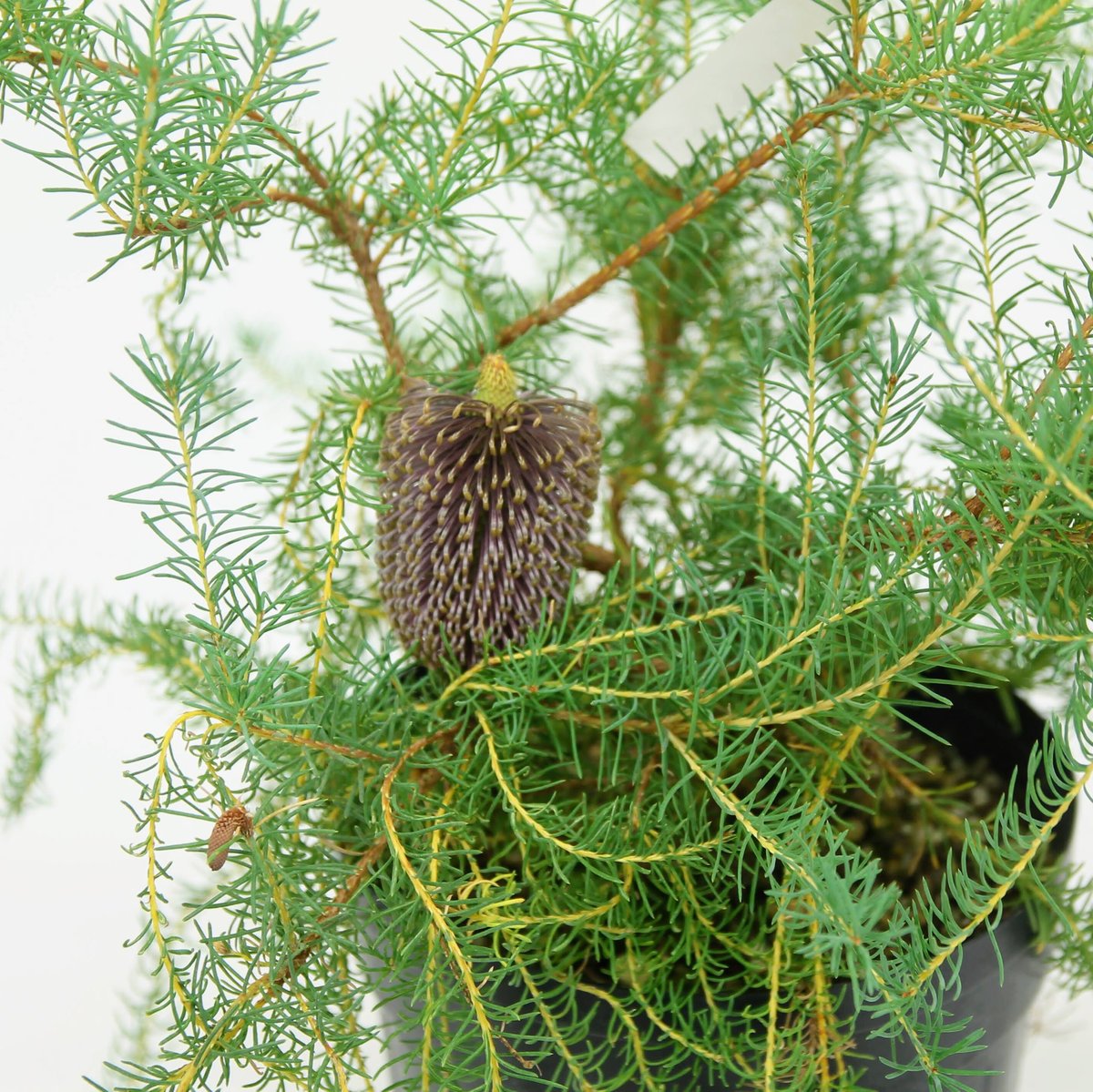 バンクシア　ヌタンス　実生 園芸ネット本店｜バンクシア：ヌタンス5号鉢植え の通販【公式】