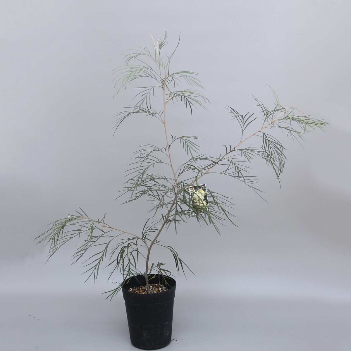 グレビレア ムーンライト 6号鉢 | 多気園芸 Online Shop