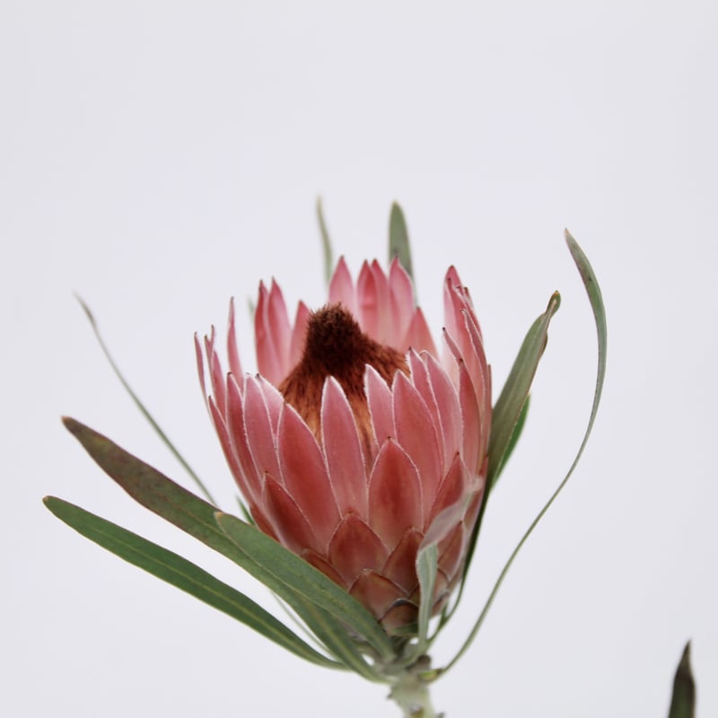 プロテアピクシー 希少大株3フラワー 園芸ネット本店｜[ザ・ファーム