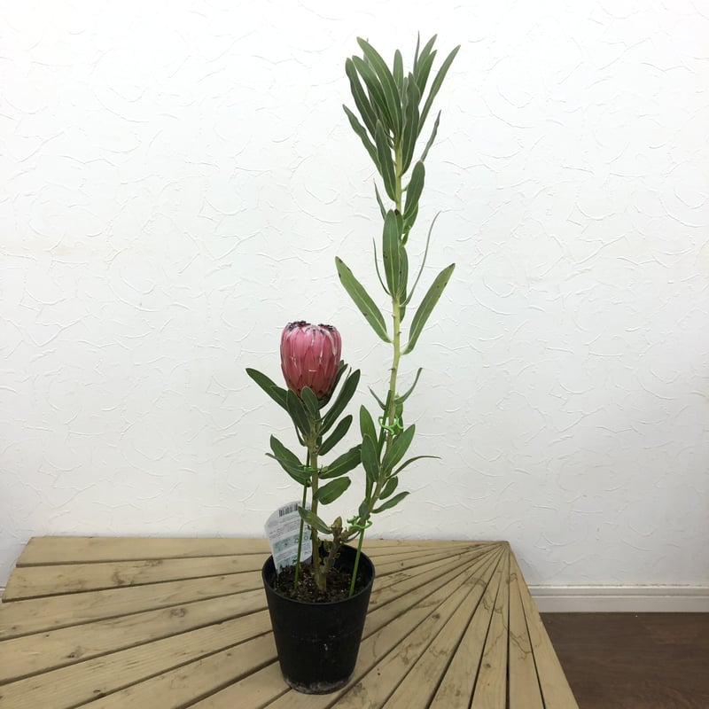 プロテア オーストラリスピンク 5号 1輪 ① | 多気園芸 Online Shop