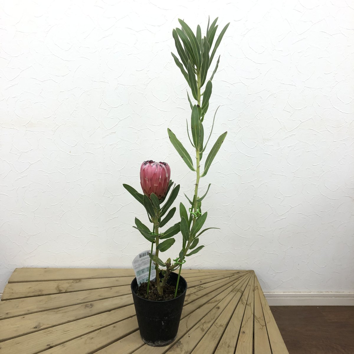 プロテア　オーストラリスピンク1 楽天市場】プロテア【オーストラリスピンク】珍しい 超希少 大苗