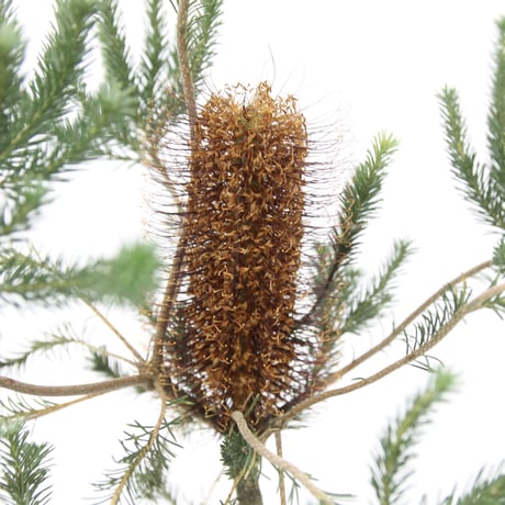 パンクシア | STORES